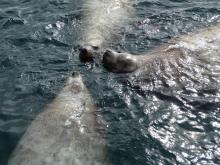 Мониторинг сивучей, или морских львов Стеллера (Eumetopias jubatus)